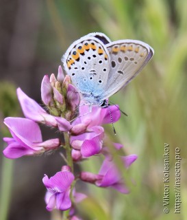 Plebejus argyrognomon