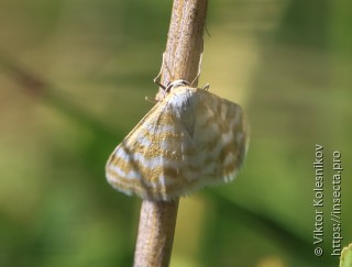 Idaea sericeata