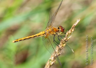 Sympetrum