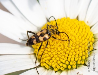 Leptura