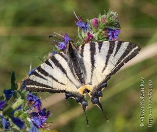 Iphiclides podalirius