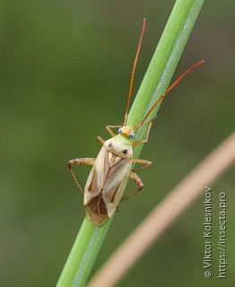 Adelphocoris lineolatus