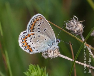 Plebejus idas