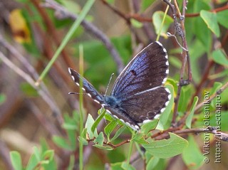 Scolitantides orion