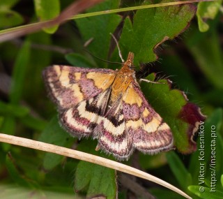 Pyrausta ostrinalis