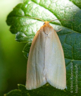 Rhodostrophia vibicaria