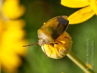 Palomena prasina