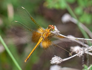 Sympetrum flaveolum