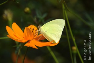 Aphrissa statira statira