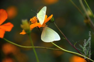 Aphrissa statira statira