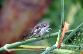 Cicadidae