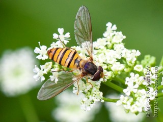 Episyrphus balteatus