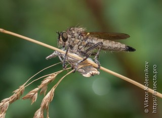 Asilidae