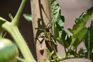 Chromacris speciosa