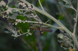 Chromacris speciosa