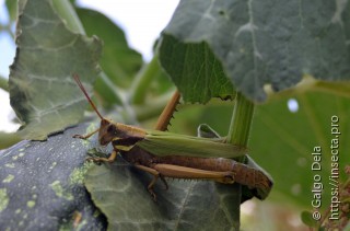 Coryacris angustipennis