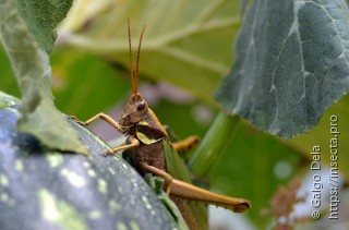 Coryacris angustipennis