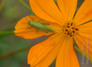 Schistocerca cancellata