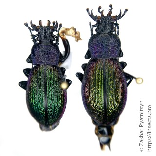 Carabus adamsi