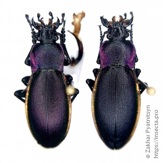 Carabus aurolimbatus