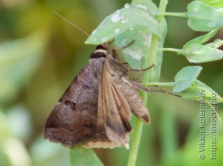 Lygephila pastinum