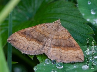 Scotopteryx chenopodiata