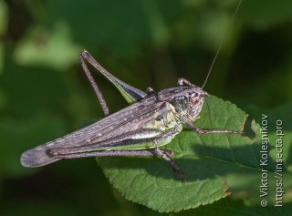 Platycleis intermedia