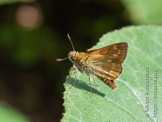 Hesperia comma