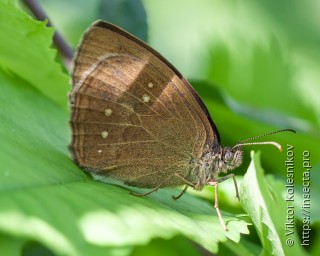 Aphantopus hyperantus