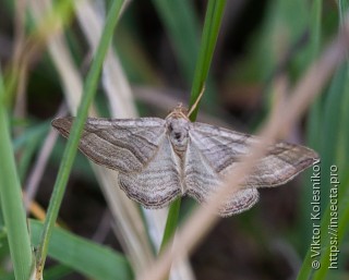 Phibalapteryx virgata