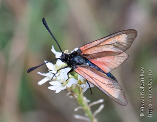 Zygaena