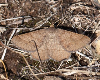 Isturgia murinaria