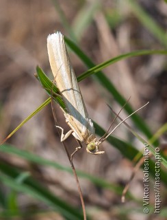 Crambidae