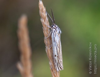 Spiris striata