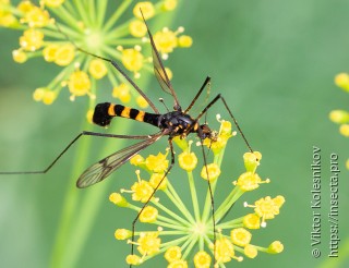 Nephrotoma crocata