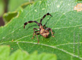 Coreus marginatus