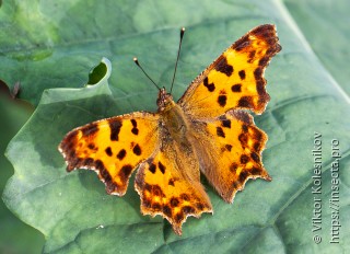 Polygonia c-album