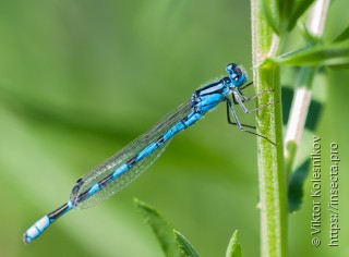 Имаго  Enallagma cyathigerum