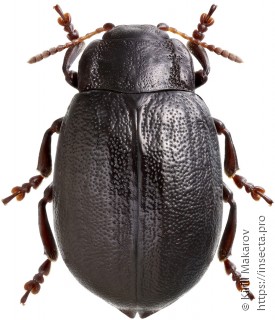 Chrysomela collaris