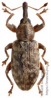 Dorytomus leucophyllus