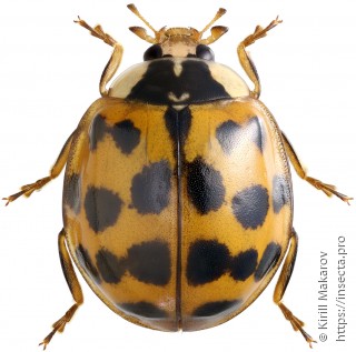 Harmonia axyridis