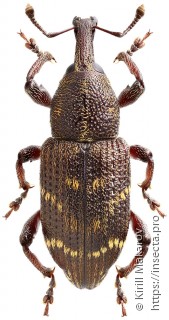 Hylobius haroldi