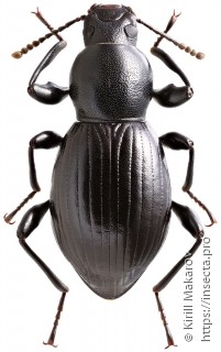 Misolampidius tentyrioides