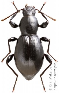 Misolampidius tentyrioides