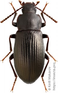 Nalassus olgae