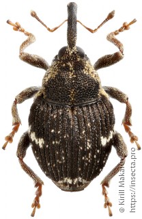 Nedyus quadrimaculatus