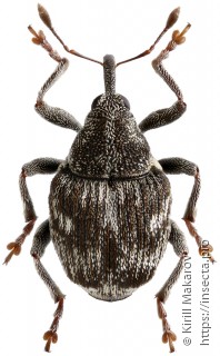 Sirocalodes notatus