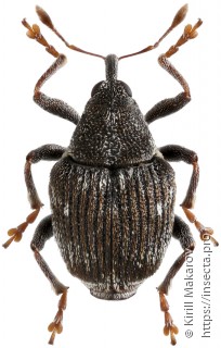 Sirocalodes notatus