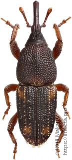 Sitophilus zeamais