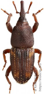 Sitophilus zeamais